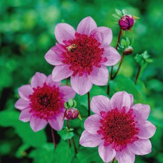 Blue Bayou Dahlia Thumbnail